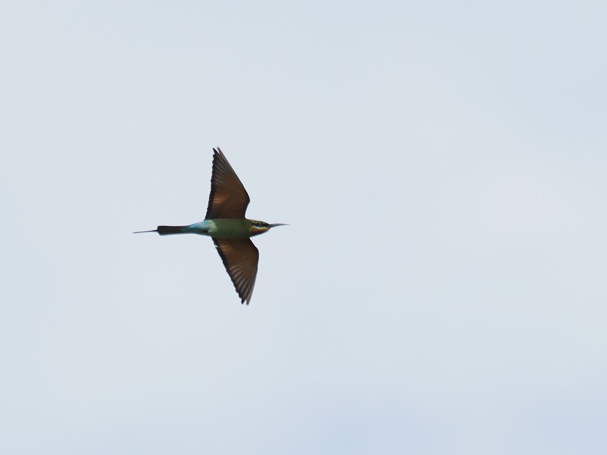 Blue-tailed Bee-eater - ML626063186