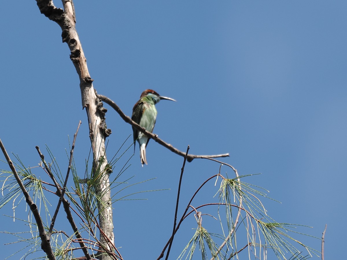 Blue-throated Bee-eater - ML626063189