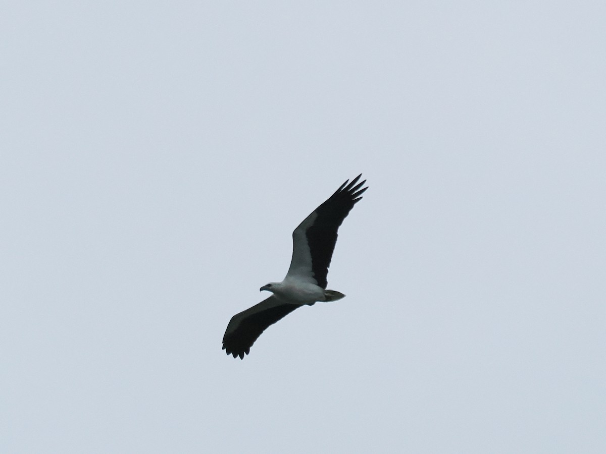 White-bellied Sea-Eagle - ML626063191