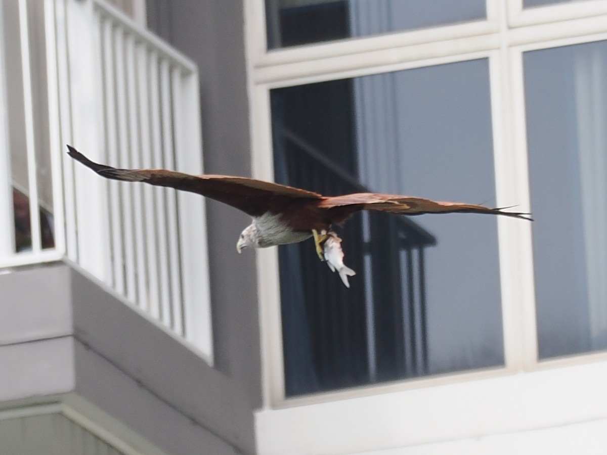 Brahminy Kite - ML626063197