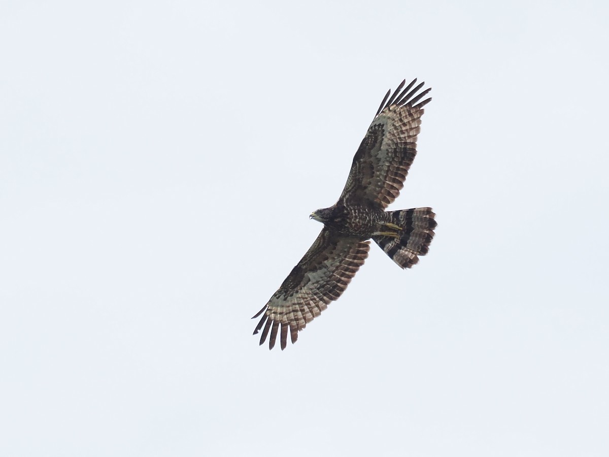 Oriental Honey-buzzard - ML626063210