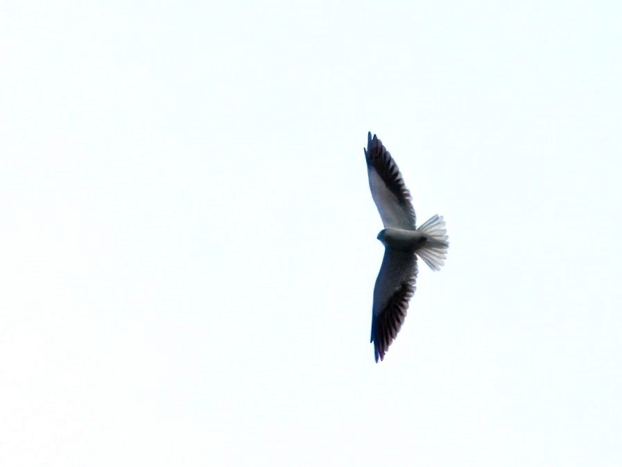 Black-winged Kite - ML626063213
