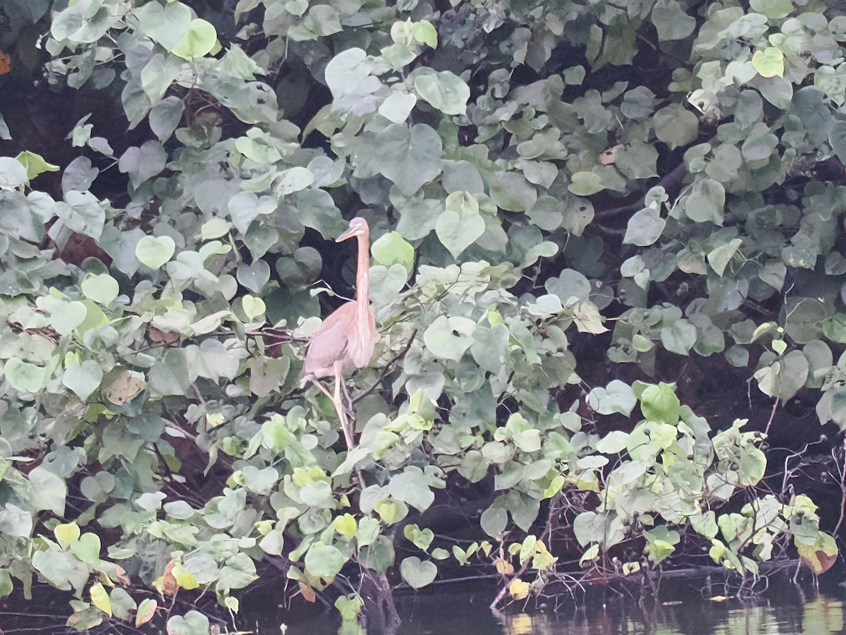 Purple Heron - ML626063216