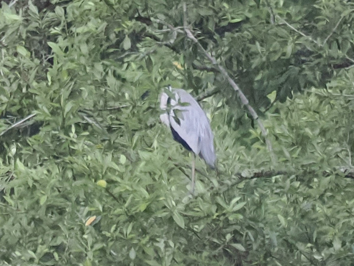 Gray Heron - ML626063218