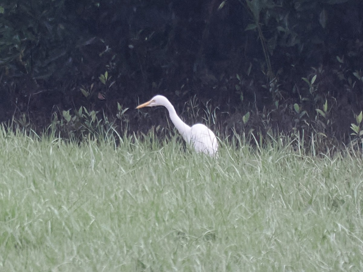 Medium Egret - ML626063227