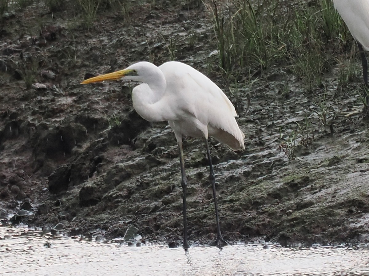 Great Egret - ML626063228