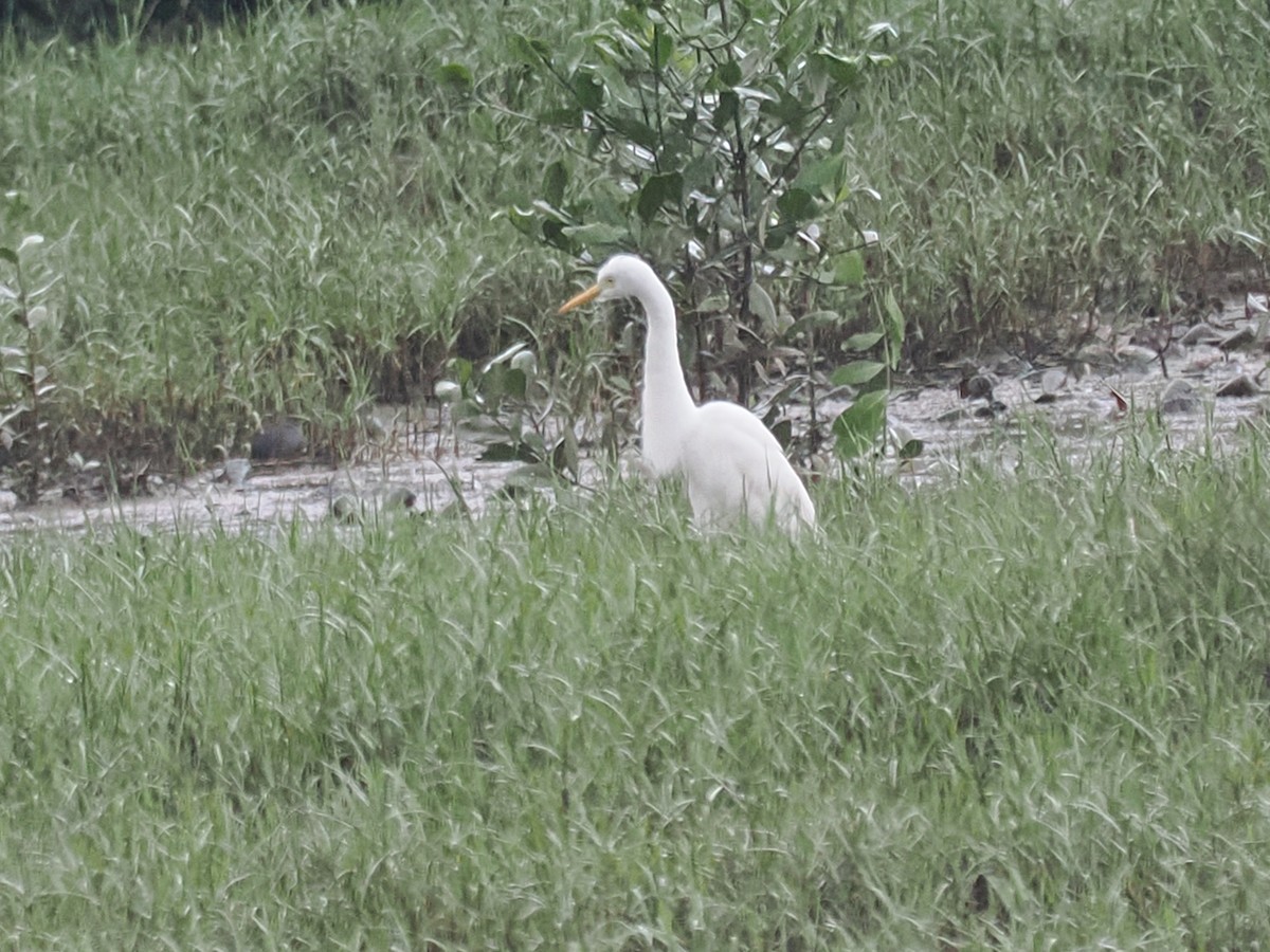 Eastern Cattle-Egret - ML626063229