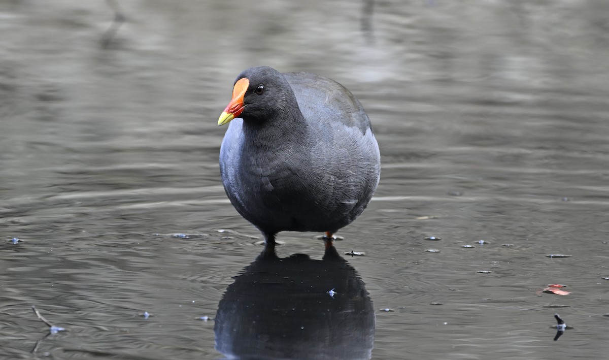 Dusky Moorhen - ML626063230