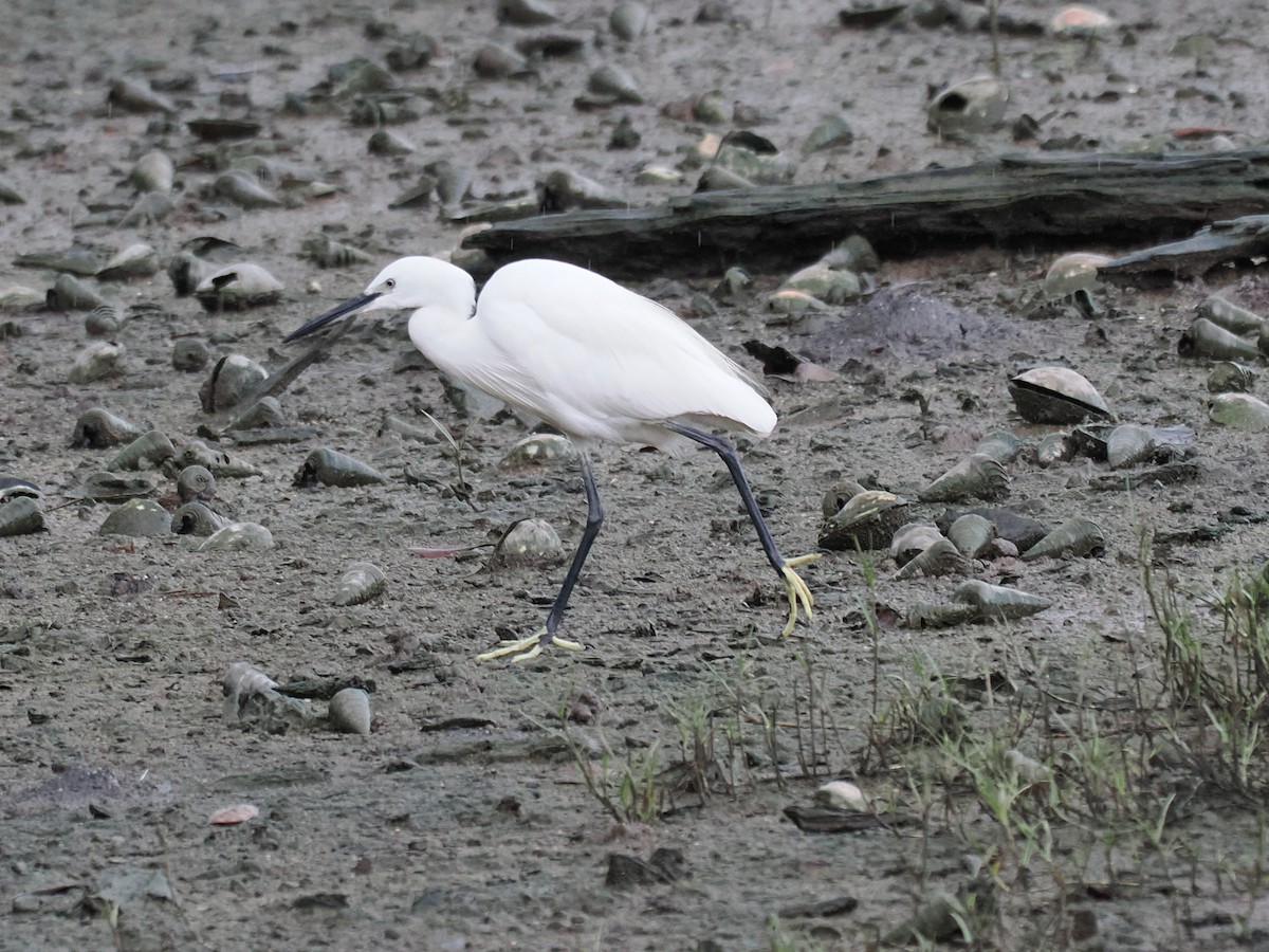 Little Egret - ML626063241