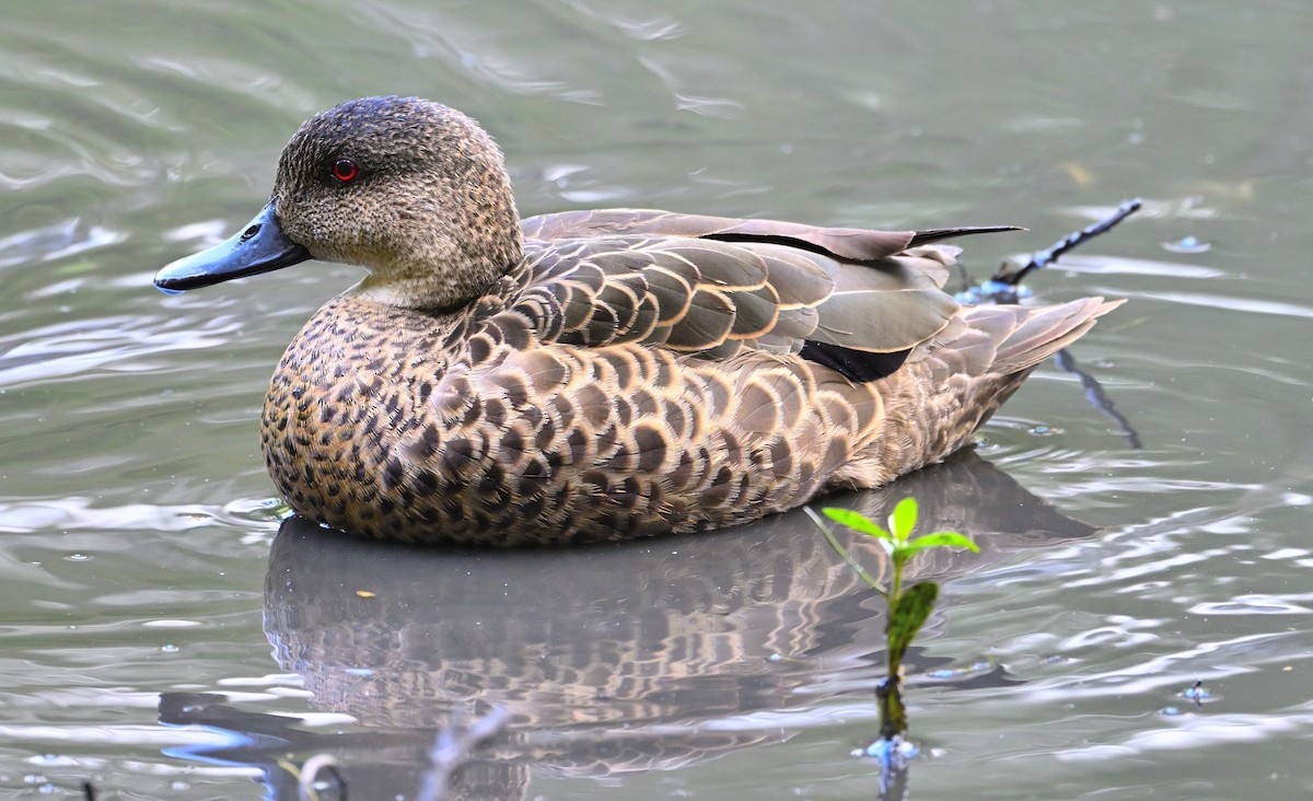 Chestnut Teal - ML626063242