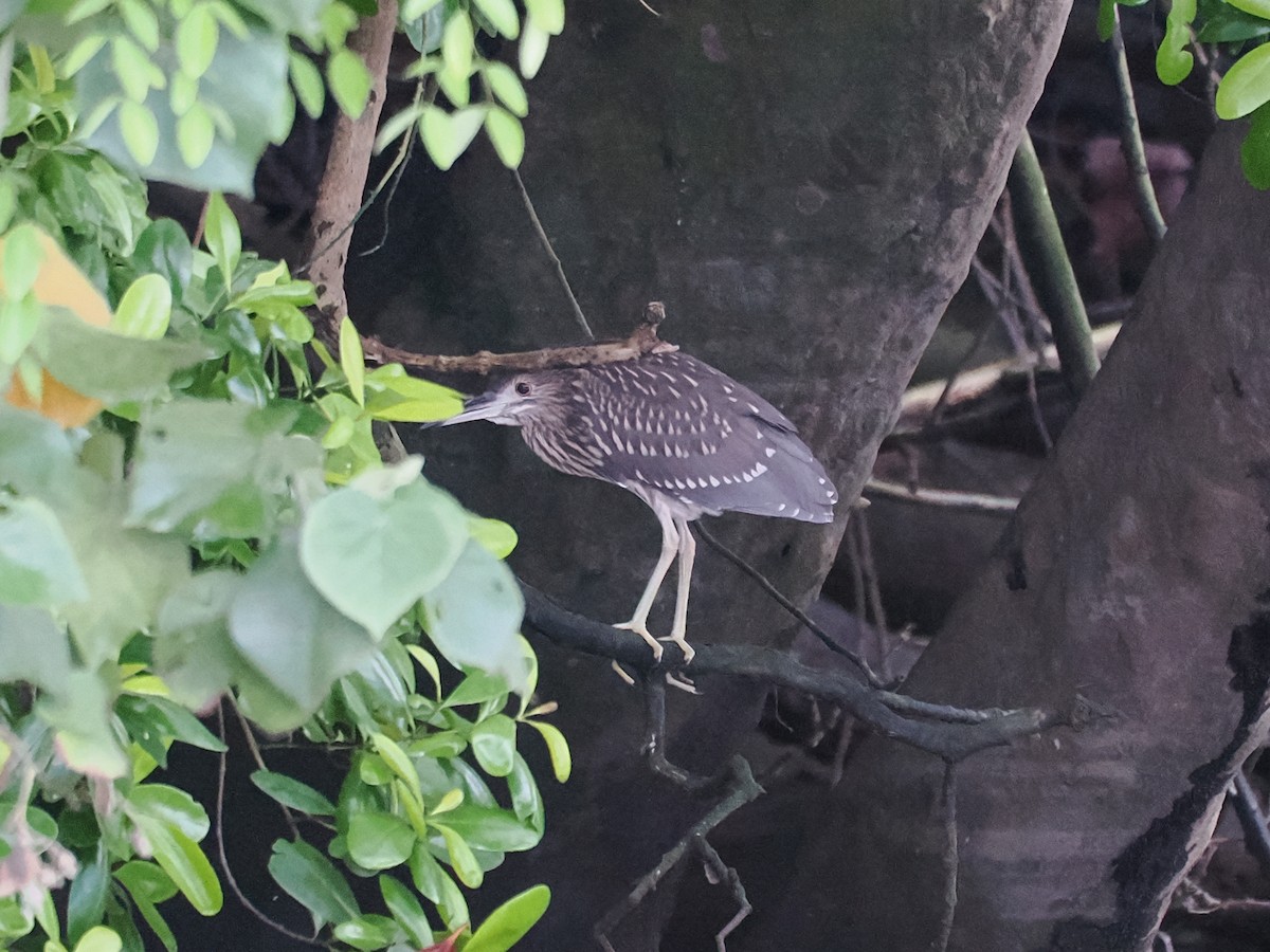 Black-crowned Night Heron - ML626063255