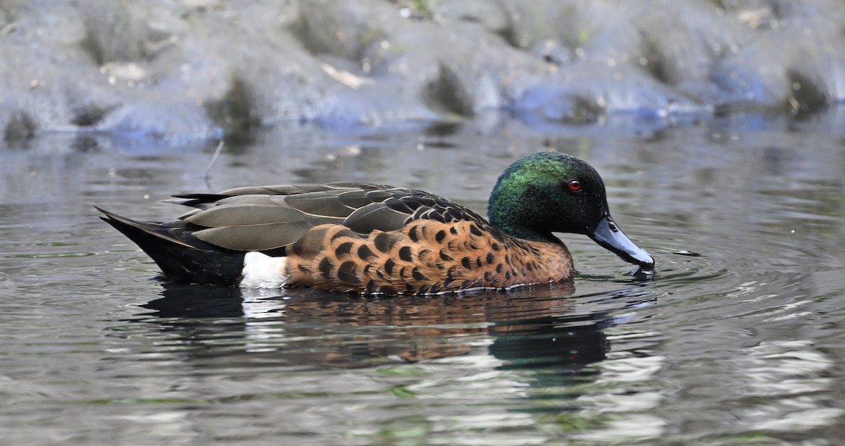 Chestnut Teal - ML626063256