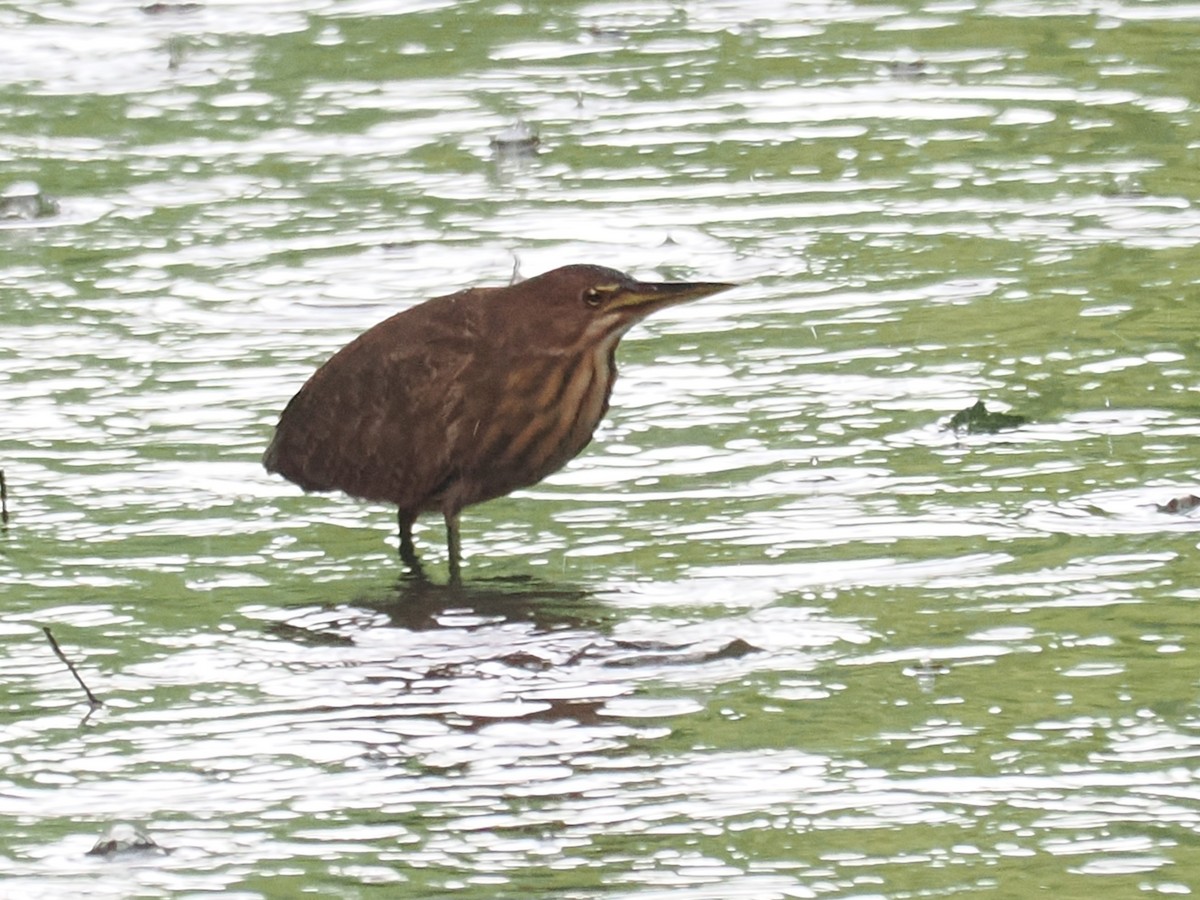 Cinnamon Bittern - ML626063260