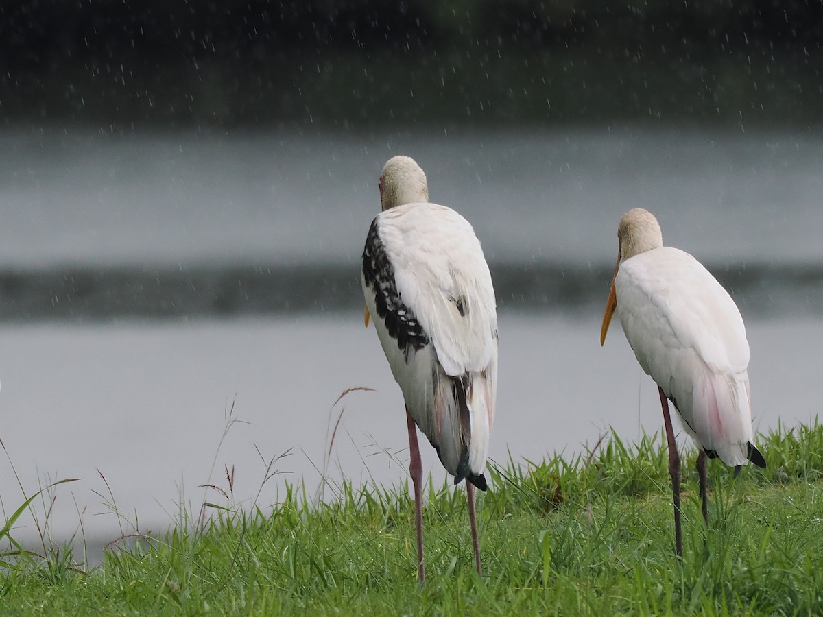 Painted Stork - ML626063262
