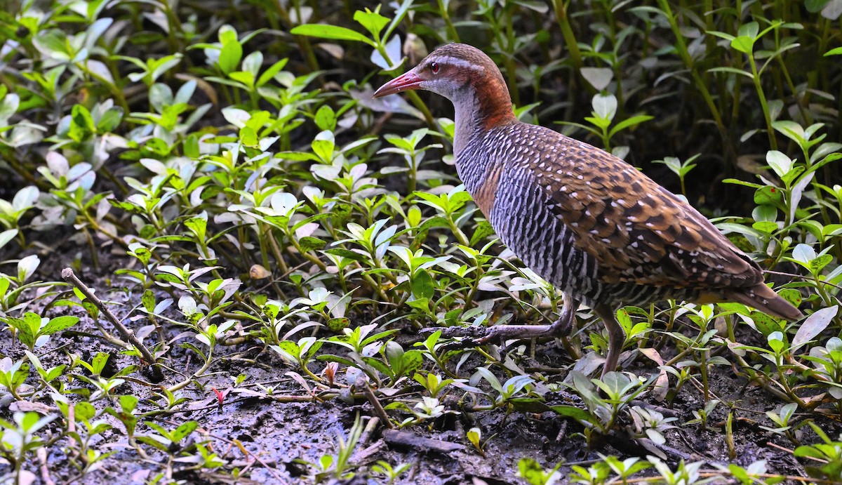 Buff-banded Rail - ML626063264