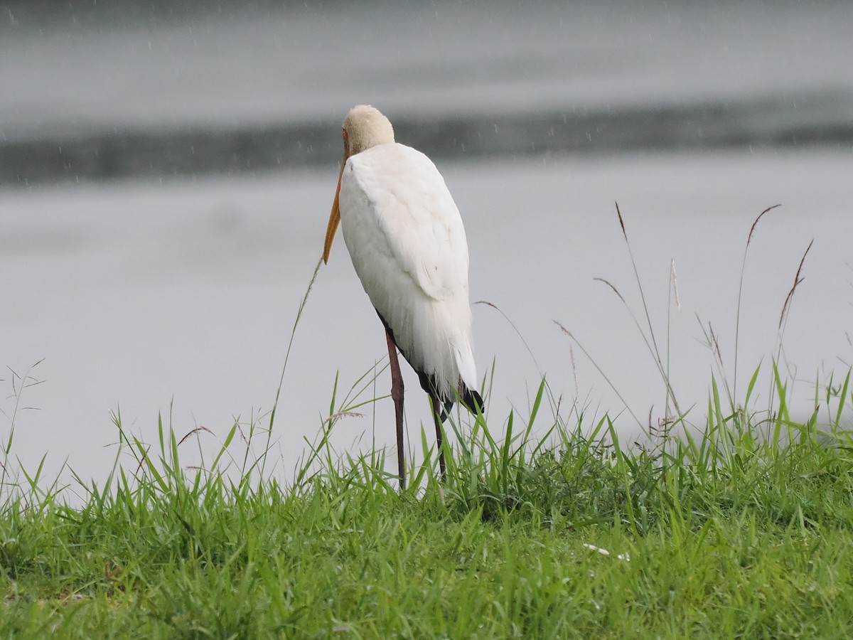 Milky Stork - ML626063265