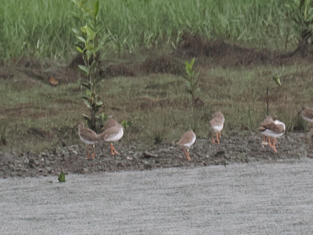 Common Redshank - ML626063271