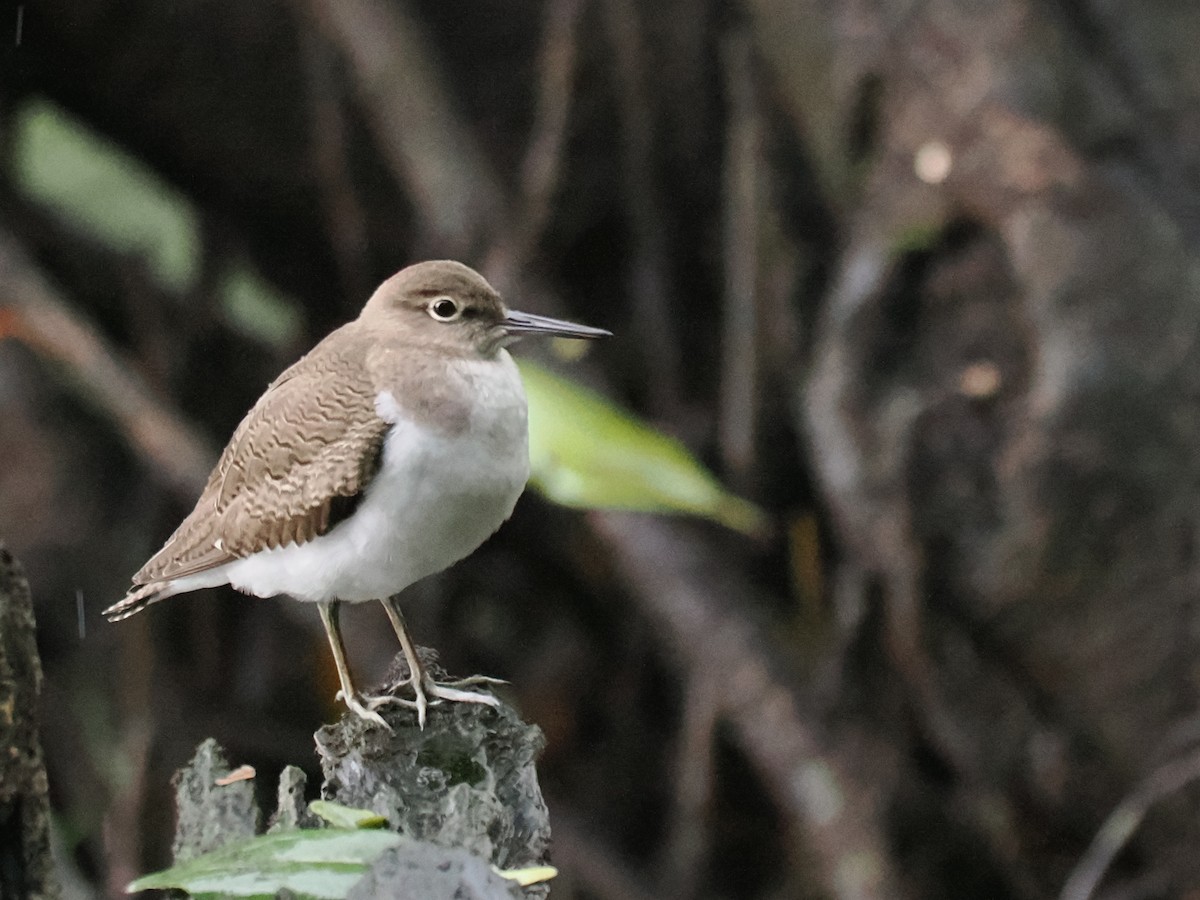 Common Sandpiper - ML626063275