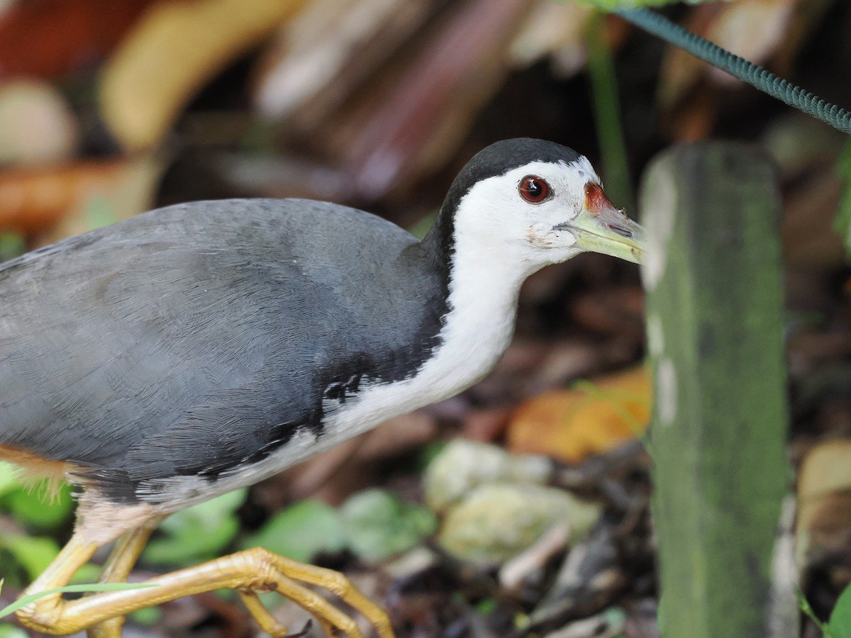White-breasted Waterhen - ML626063284