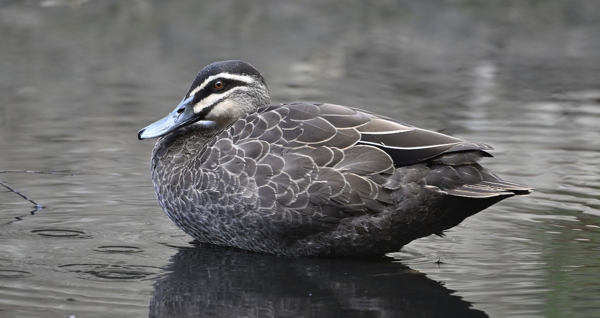 Pacific Black Duck - ML626063285