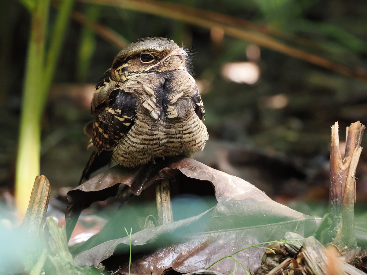 Large-tailed Nightjar - ML626063293
