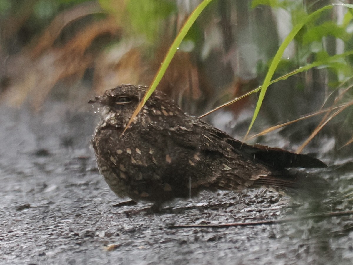 Savanna Nightjar - ML626063295