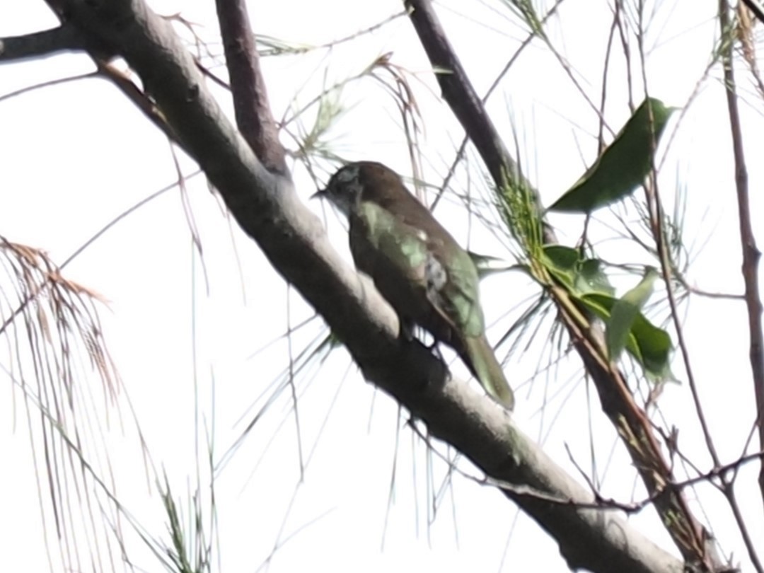 Little Bronze-Cuckoo - ML626063313