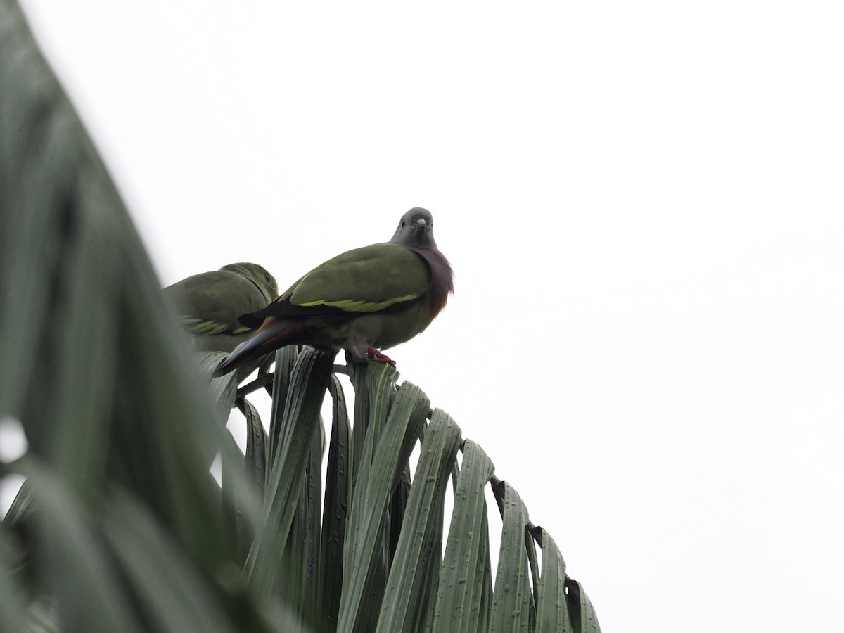 Pink-necked Green-Pigeon - ML626063315