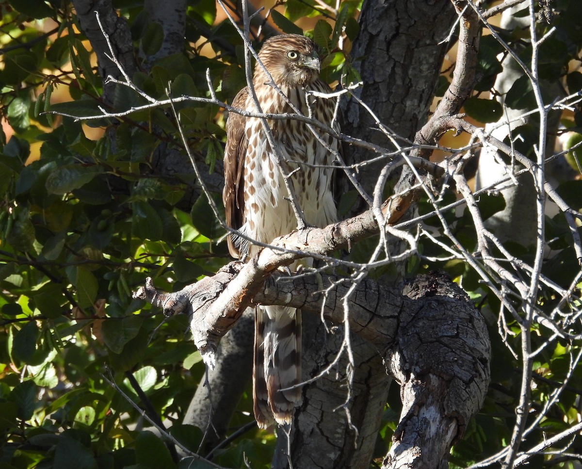 Cooper's Hawk - ML626063321