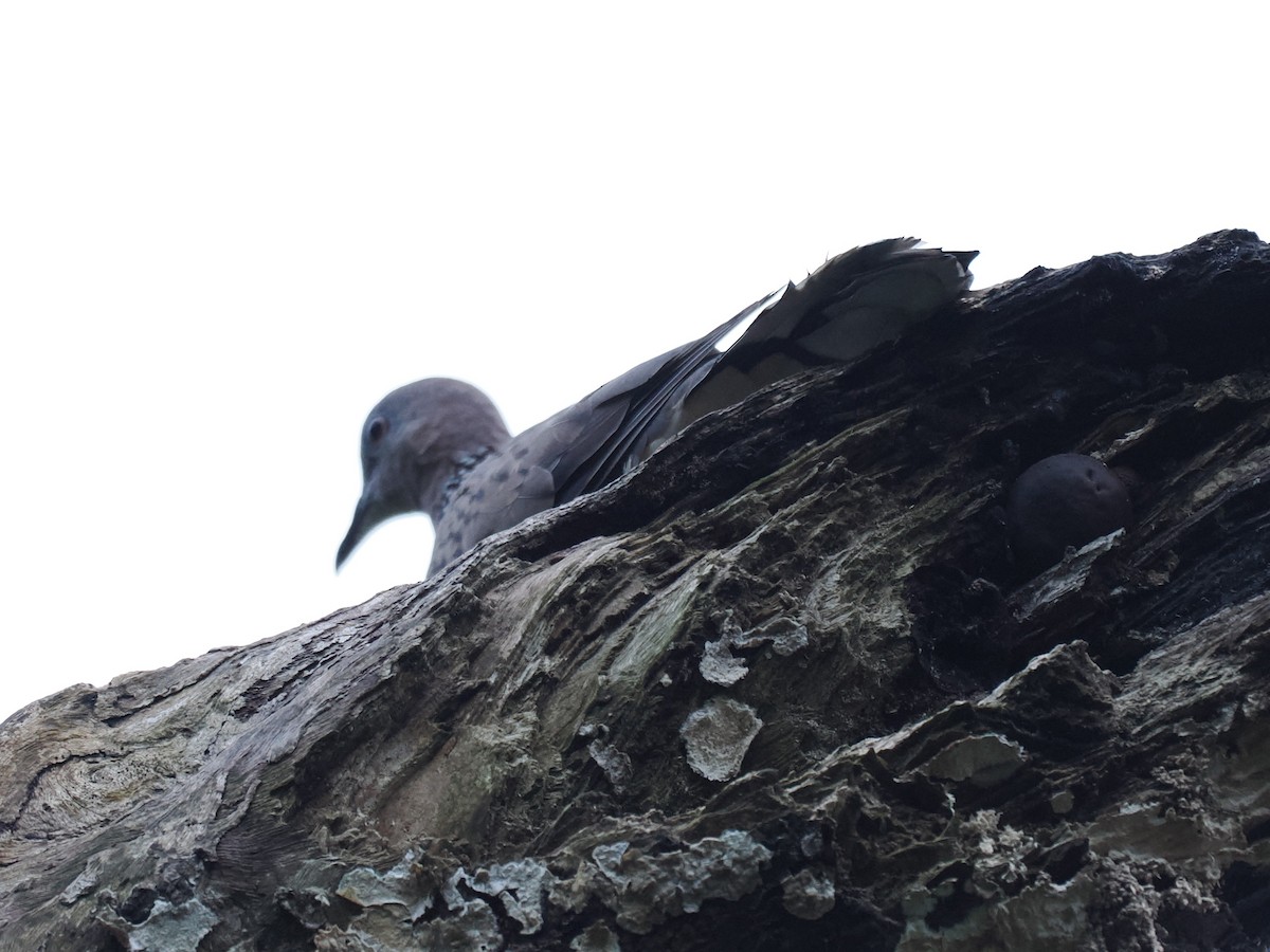 Spotted Dove - ML626063323