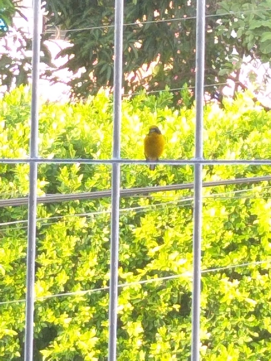 Yellow-throated Euphonia - ML626063377