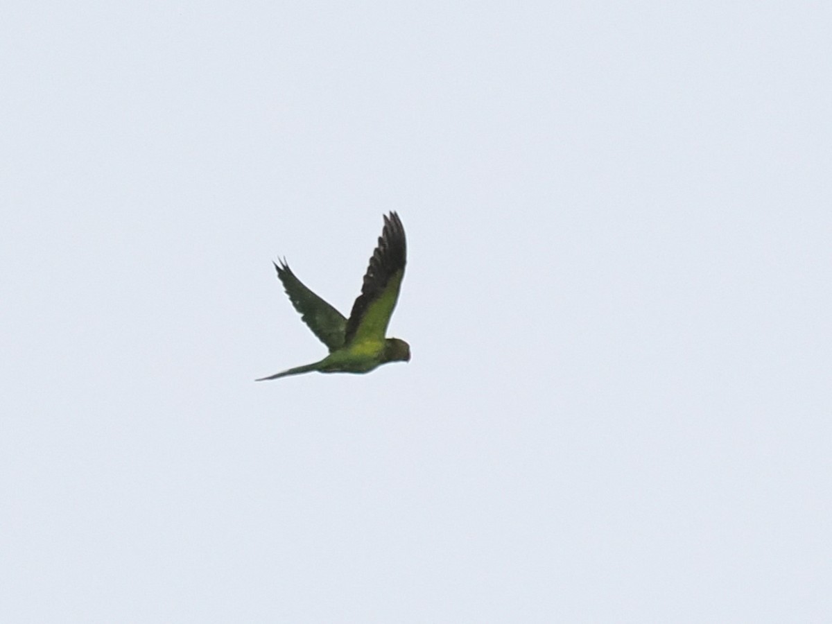 Long-tailed Parakeet - ML626063434