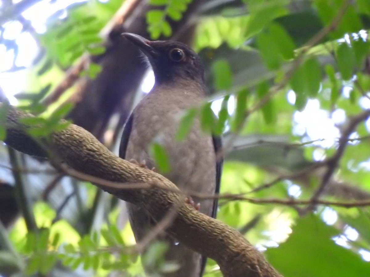 Indian Blackbird - ML626063468
