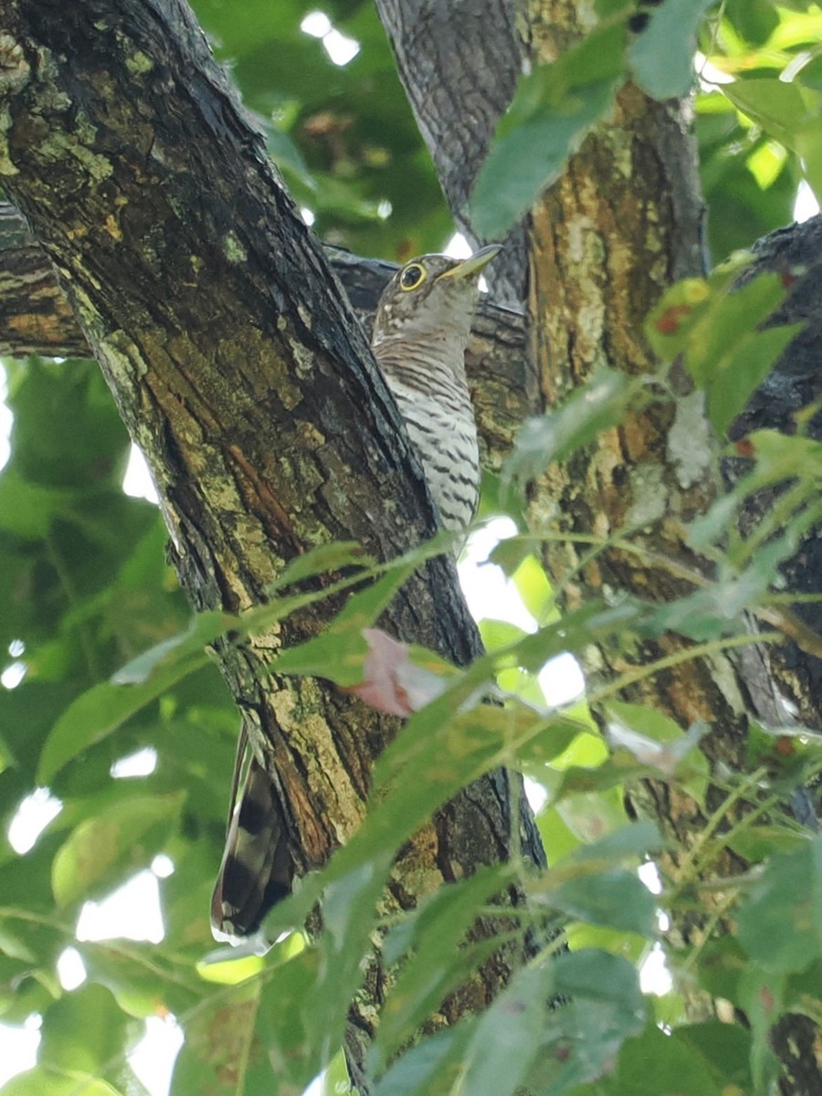 Indian Cuckoo - ML626063492