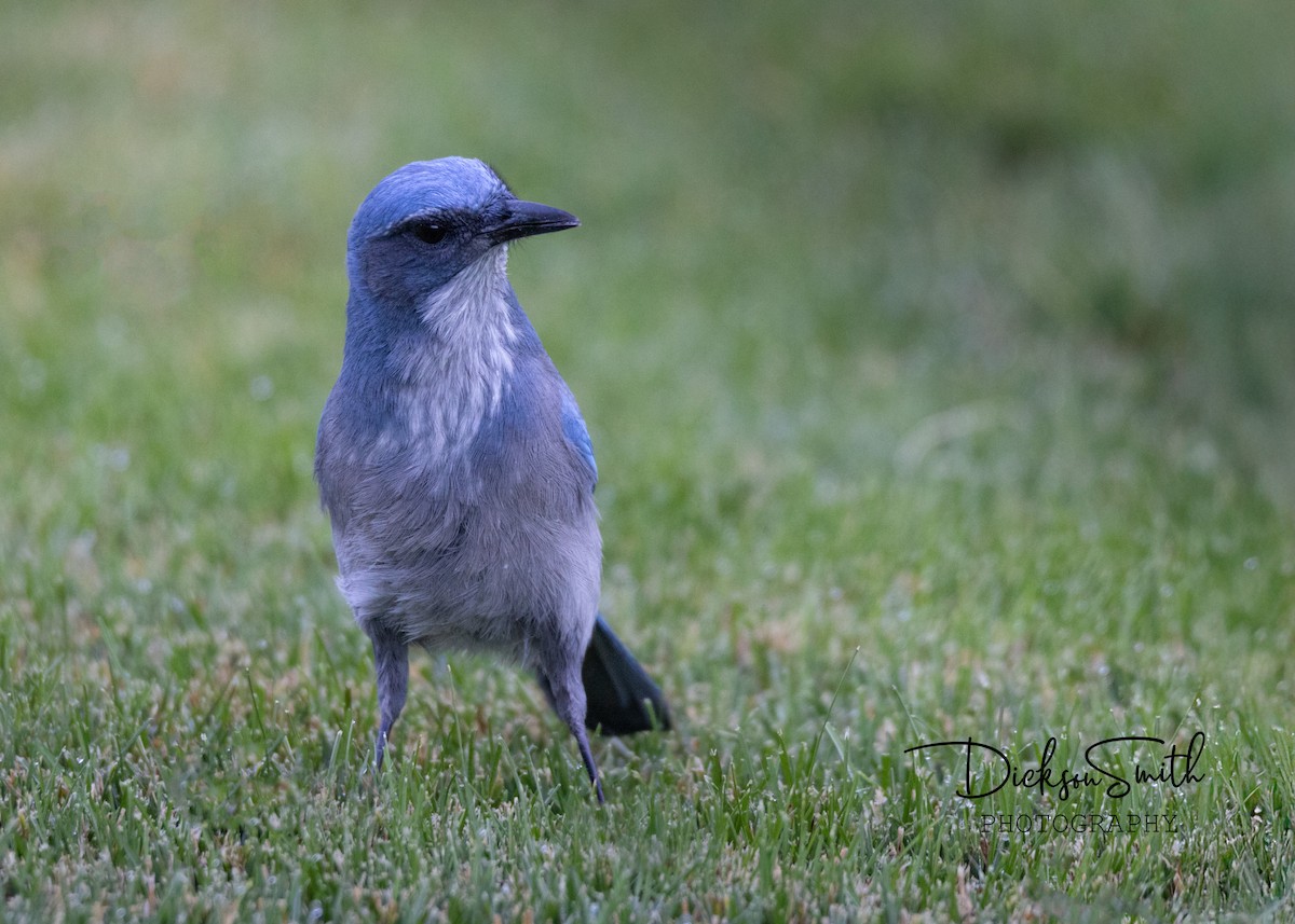 Woodhouse's Scrub-Jay - ML626063599