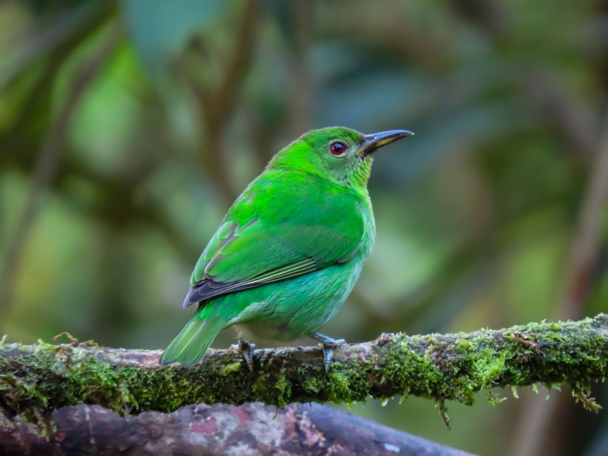 Green Honeycreeper - ML626063614