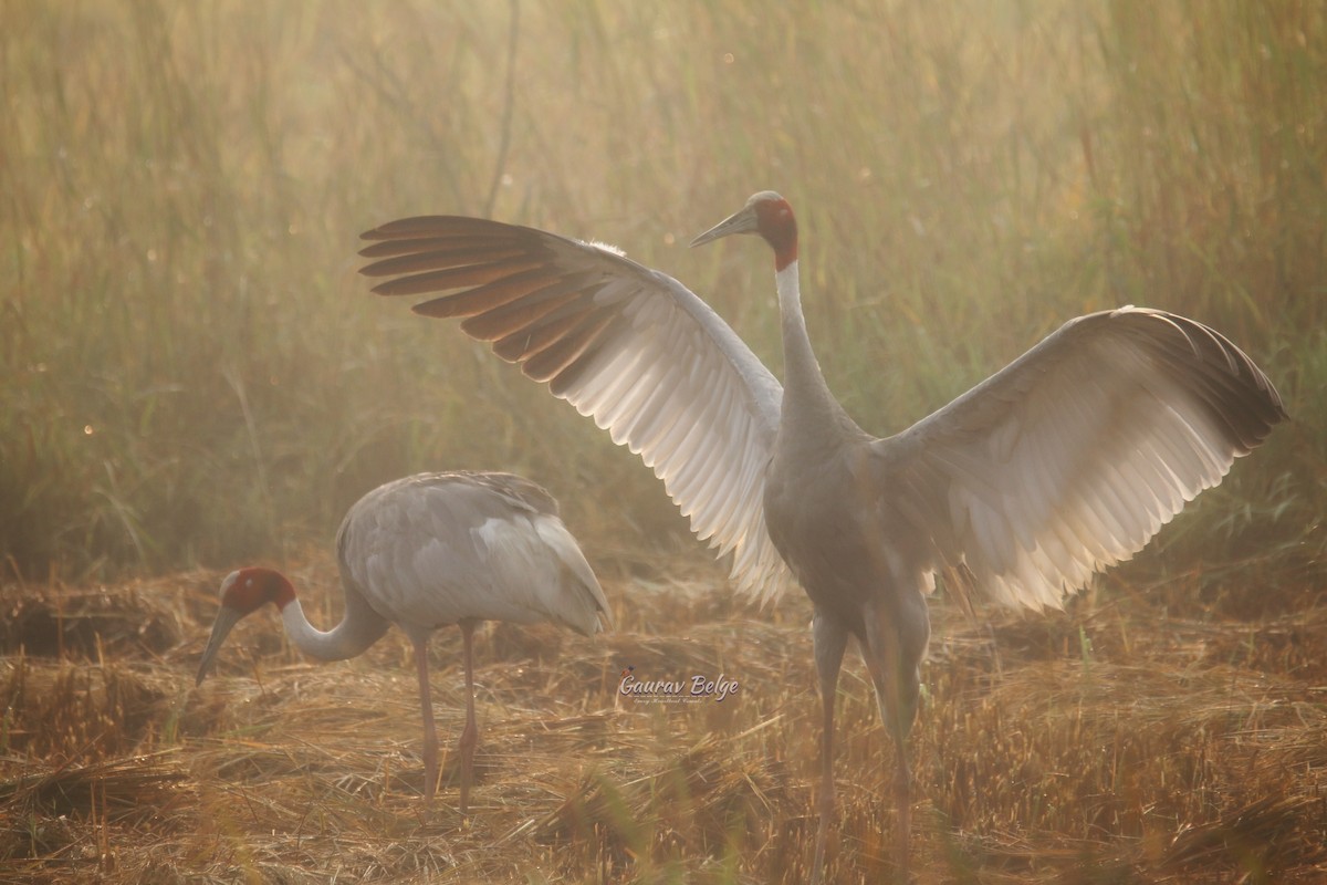 Sarus Crane - ML626063660