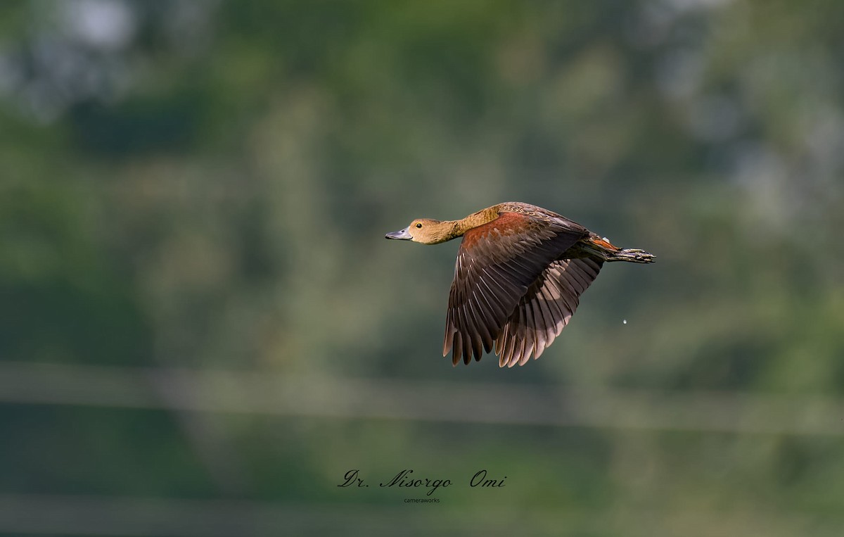 樹鴨 - ML626063758