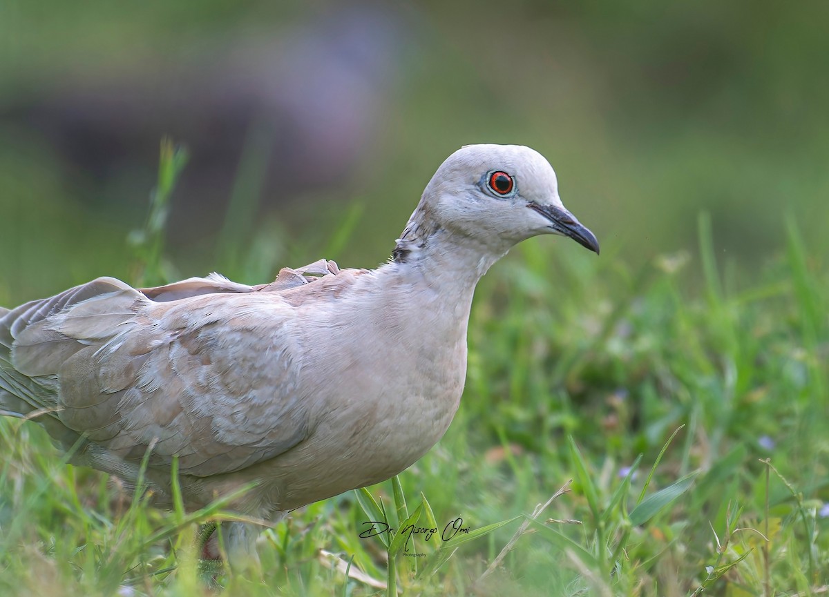 Eurasian Collared-Dove - ML626063780