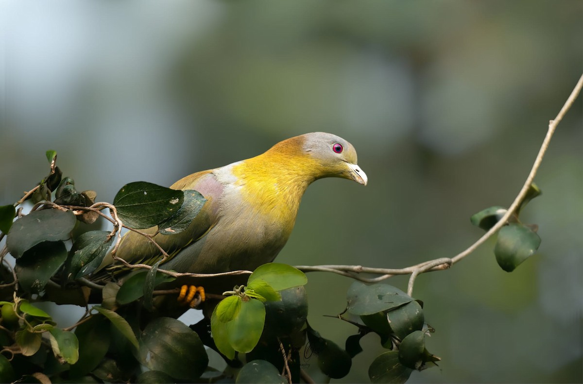 Yellow-footed Green-Pigeon - ML626063805