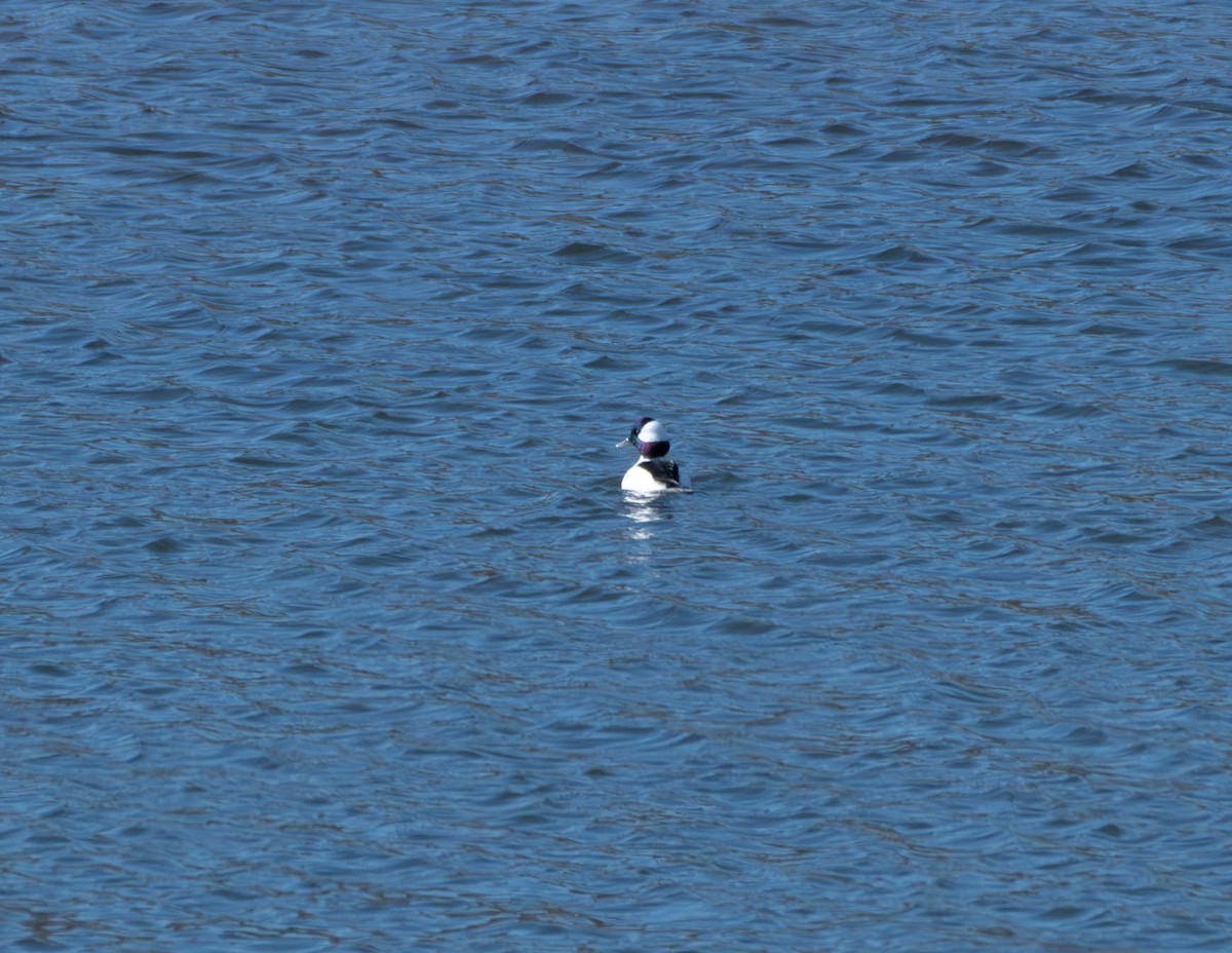 Bufflehead - ML626063857