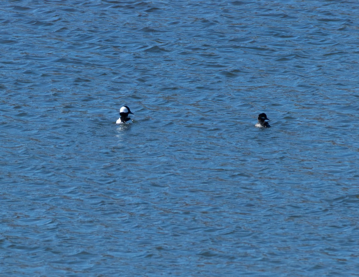 Bufflehead - ML626063858