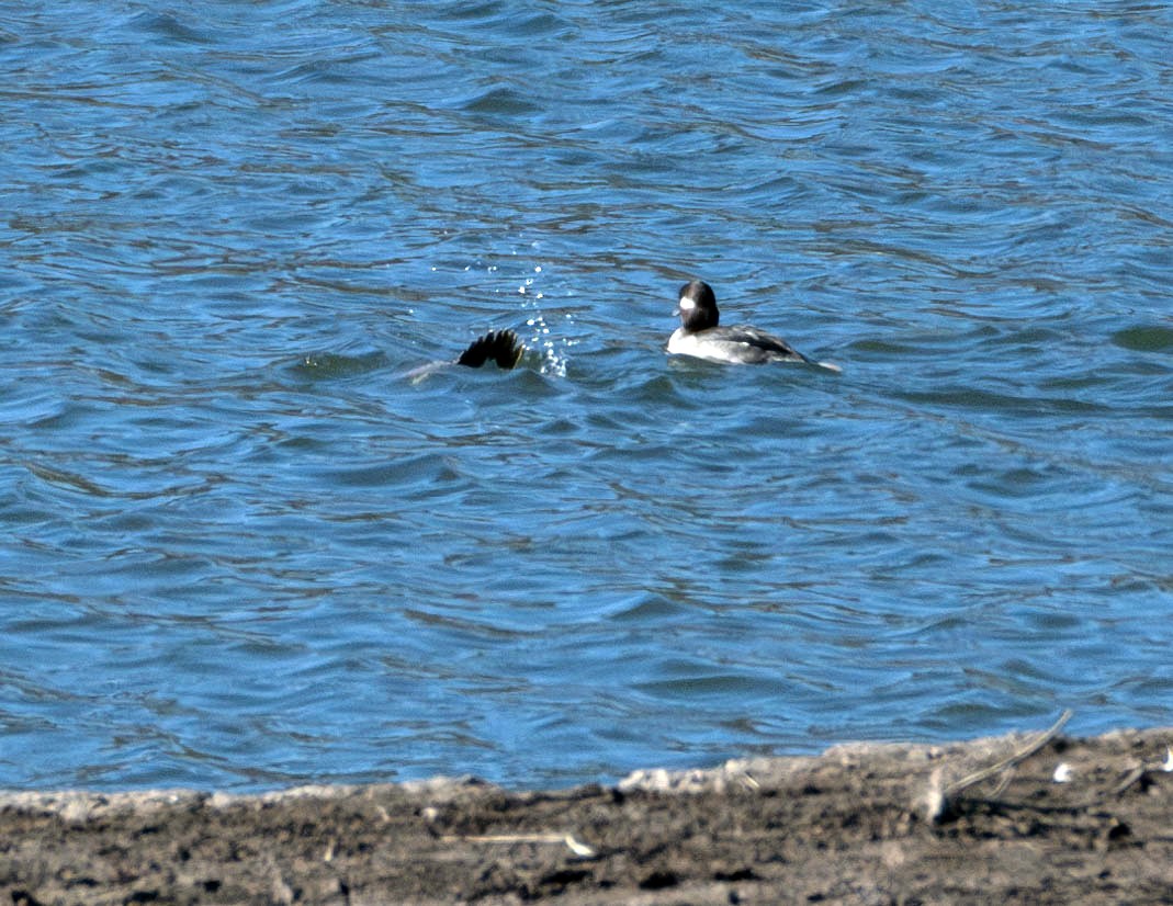 Bufflehead - ML626063859