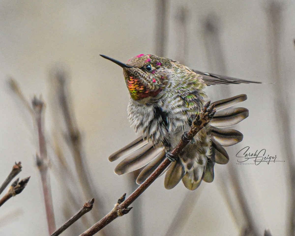 eBird Checklist - 9 Nov 2024 - stakeout Anna’s Hummingbird, Princeton ...
