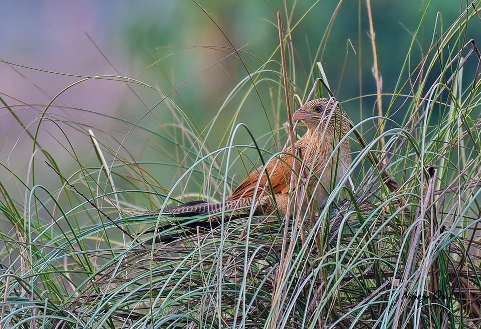 Lesser Coucal - ML626063904