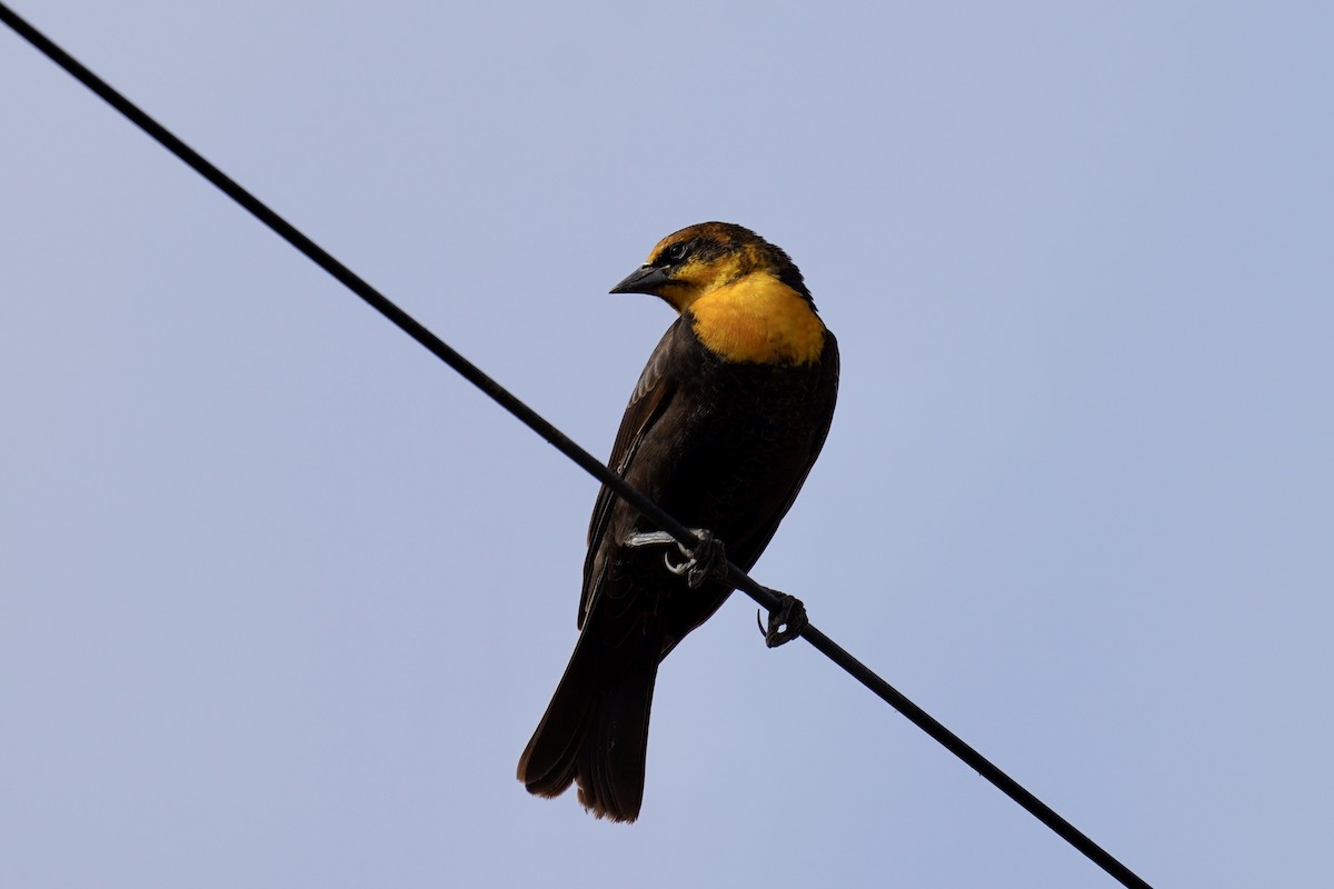 Yellow-headed Blackbird - ML626063907