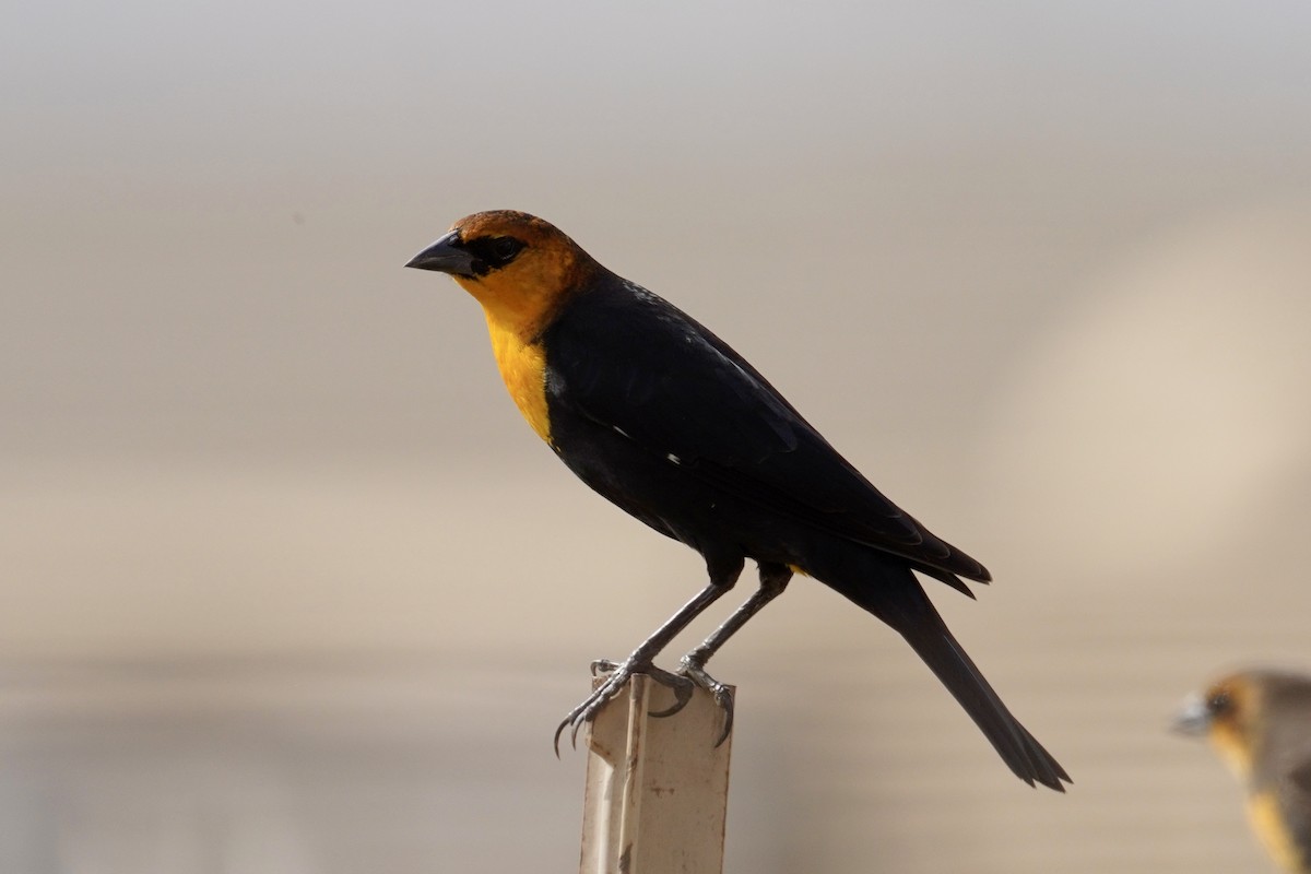 Yellow-headed Blackbird - ML626063932