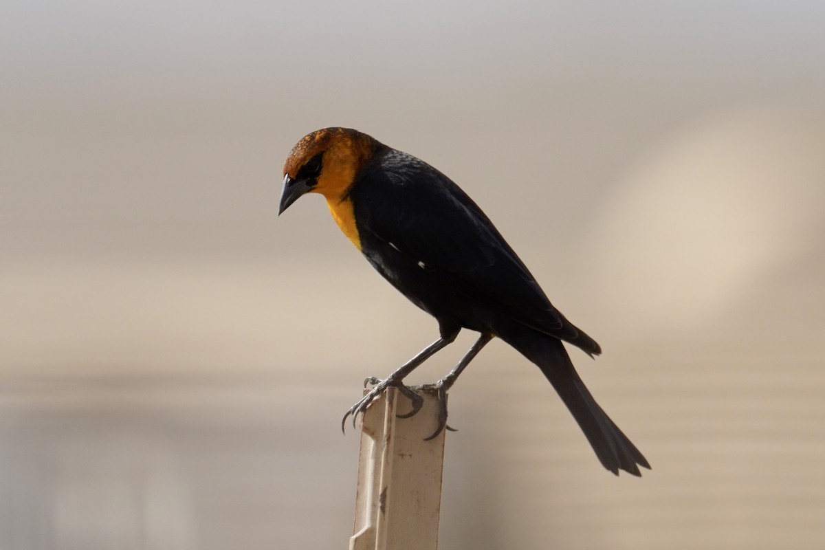 Yellow-headed Blackbird - ML626063933