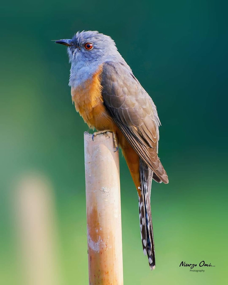 Plaintive Cuckoo - Dr Nisorgo Omi