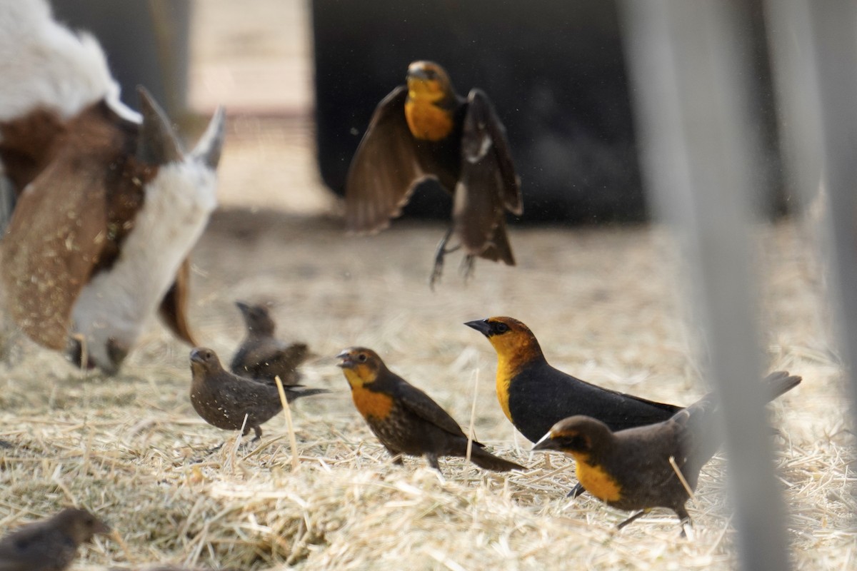 Yellow-headed Blackbird - ML626063947